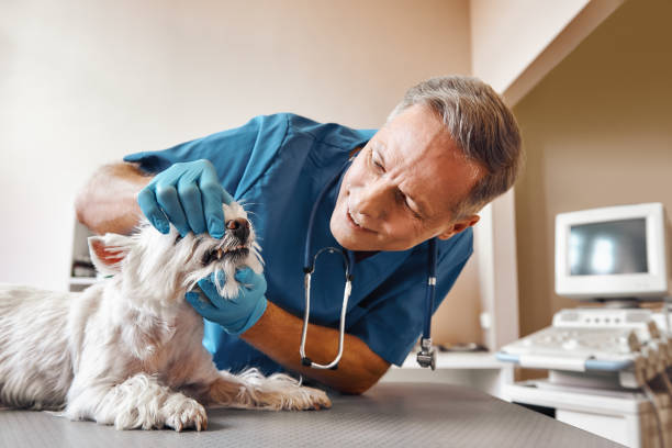 Best Emergency Dentist for Knocked-Out Tooth in Celina, TX